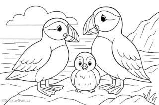 Omalovánka papuchalk severní