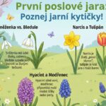 Obrázek - grafika k vytisknutí do školky i školy jako výukový materiál - První jarní květiny