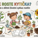 Jak roste kytička? Objevte s dětmi životní cyklus rostlin (Pracovní list ke stažení)