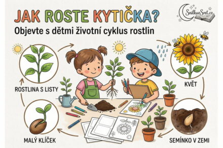 Jak roste kytička? Objevte s dětmi životní cyklus rostlin (Pracovní list ke stažení)